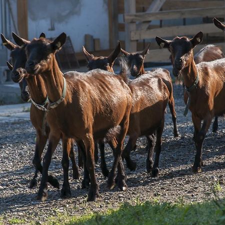 Agroturistika Kozi Farma Rožnov pod Radhoštěm Eksteriør bilde