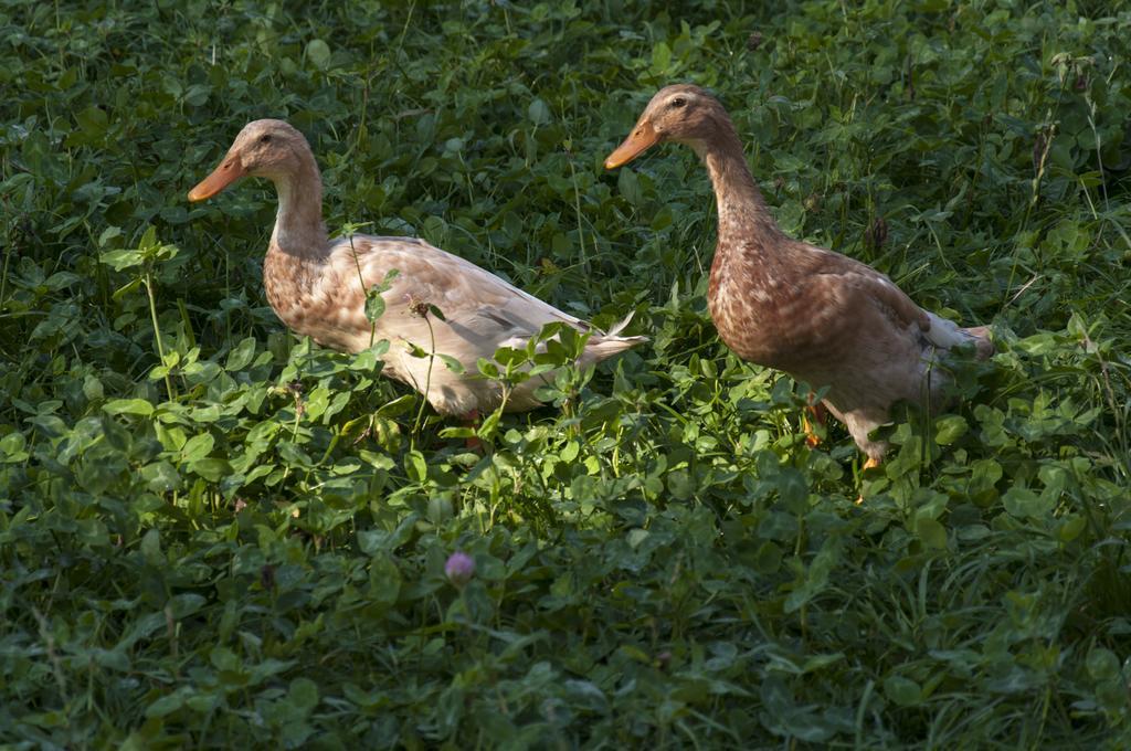 Agroturistika Kozi Farma Rožnov pod Radhoštěm Eksteriør bilde